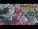沖縄の旅 ７ 「琉宮城 蝶々園」