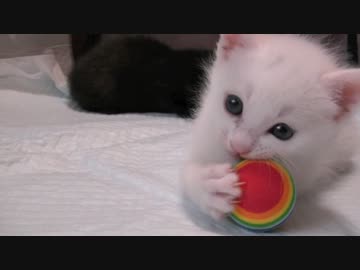 くるねこ大和　20140430　寝んと遊ぶ男闘胡組