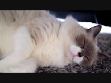 寝ている猫は本当にかわいいのか？