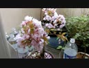 【翠ちゃん】桜とメダカと翠ちゃんと