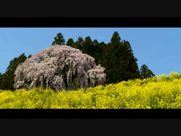 一人旅　福島県　合戦場の枝垂桜