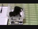 【生後12日】きょうの仔猫【蒼民家の猫々】