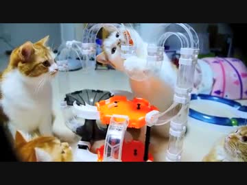 【マンチカンズ】猫が虫を追ってキャッチ！