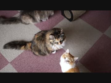 【#198】 かまえにゃ！！　【猫万歳】