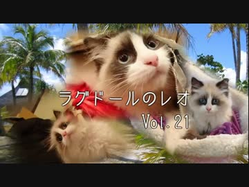 ラグドールのレオ　Vol.21　段差のジャンプにリベンジしたい！？猫