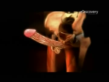 ホモと学ぶ性のメカニズムその1.noda