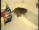 猫ねこNEKOcat かわいいのから面白いのまで　悶え死ね！
