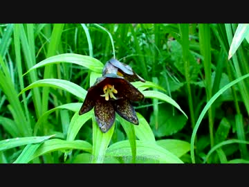 日本百名山に登ってみた11B-1/2　白山編