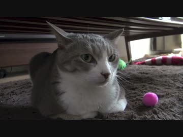 【モアクリ】 動くネコと動かないネコ