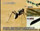 ゆっくり動物雑学「海の中に住む…」