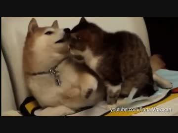 どうしても猫と仲良くなりたい犬たち