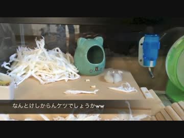 【ハム吉その1】地下型巣箱に突入！