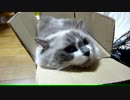 【レオ★ララ】　交互に入ってる猫
