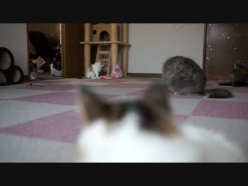 【#199】 今日も平和にゃ　【猫万歳】