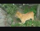 仁義なき公園猫ファミリー同士の抗争を激撮