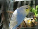 おしゃべりインコ②