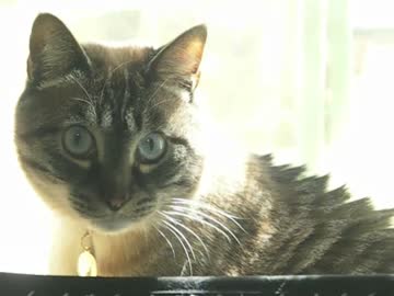 ジャンくん独特の遊び「オモチャ投げ」がカワイイ