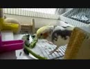 ブロッコリーの葉を食べるオカメインコ