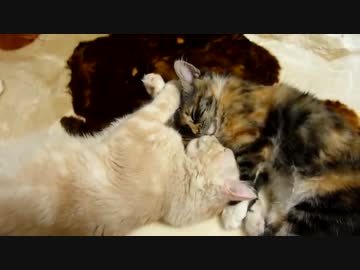 【#200.5】 おまけ　【猫万歳】