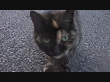 道端でサビ猫に突然懐かれたのでモフってみた