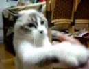 ねこのピンポンダッシュ２