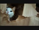 きょうもあしたも、ねこねこ動画２５