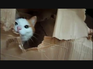 きょうもあしたも、ねこねこ動画２５