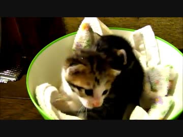 牛柄じゃない猫家族1 ～NNNの新たなる陰謀～