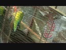 引きこもりインコちゃんリターンズ。ただし、主役はスズメちゃん