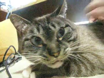 ジャンくんナデ待ちからほっぺにチュー