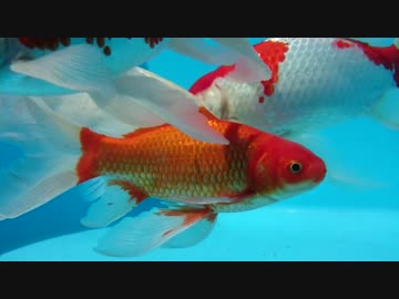 うちのすいそう７　水中金魚