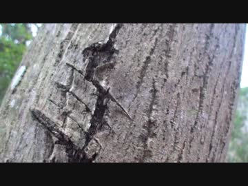 カメ五郎の狩猟生活（その４）