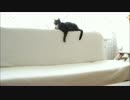 ねこ対ヘリ