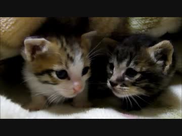 牛柄じゃない猫家族２ ～食後のまったりタイム～