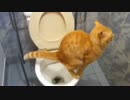 ネコのトイレ