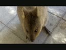 世界一幸せな動物といわれるクアッカ（クオッカ）ワラビーの動画です