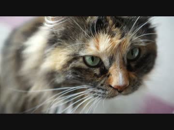 【#201】 順番待ち　【猫万歳】