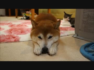 遠近ひかりとミルキー