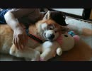 【秋田犬】かのことリラックマ