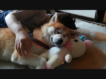 【秋田犬】かのことリラックマ
