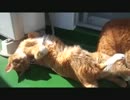ネコさんたちの日向ぼっこは見てて和む
