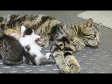 ちゃとらとはちわれ　アメショっぽい母さん