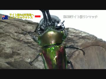 【昆虫格闘技】KRIDE.24【2014年開幕戦】