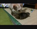 一心不乱に子猫をなめる猫