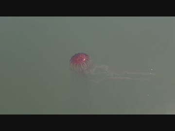 アカクラゲ（東京都江東区・大島川西支川）