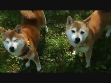 柴犬ひかいち　春の散策