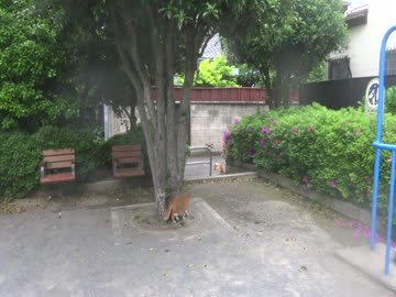 【小ネタ】2014年5月5日早朝の地震の時の公園の猫たちの様子