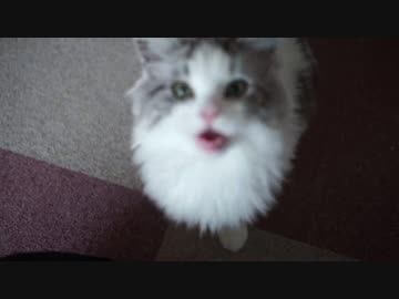 【#202】 甘え放題　【猫万歳】