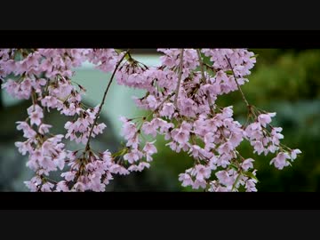 一人旅　福島県　妙関寺の乙女桜