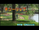 「チューリップ」昭和記念公園にて